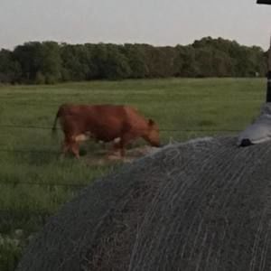 Meet your Posher, Noah